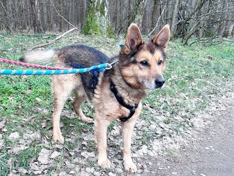 MAXÍČEK K ADOPCI - zlatíčko hledá svoji spřízněnou duši - 8