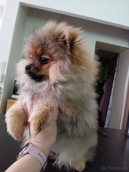 Pomeranian s PP stenata - 8
