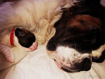 Bernardýni s PP - 8