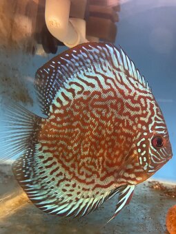 Discus-Terčovec - 8