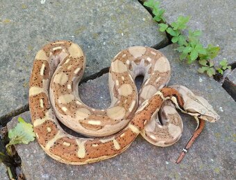 Boa imperator - Aztec Anery het VPI, VPI Jungle Aztec - 8