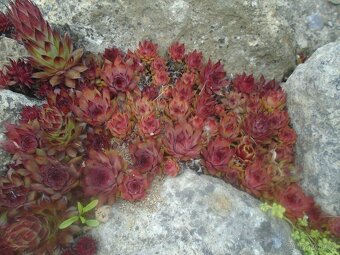 Odolné přebytky ze zahrady - 8