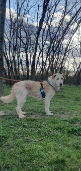 Krásná fenka k adopci - 8