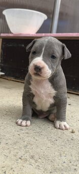 Americký stafordšírský Teriér, Staford, Amstaff, AST - 8