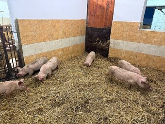 sele přeštické - 8