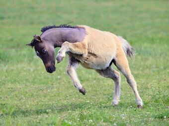 Letošní hřebeček minihorse - MOCCACCINO - 8