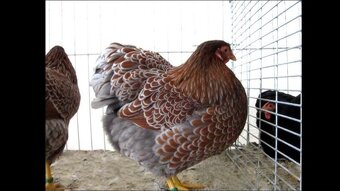 Slepičky jako vánoční dárek - pro okrasu i na užitek - 8