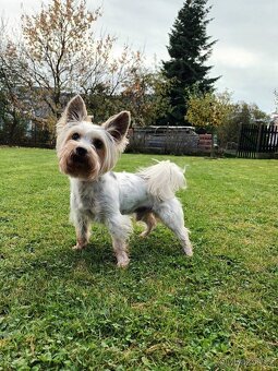 Biewer jorkšírský teriér krytí, připuštění - 8