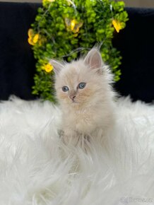 Sibiřská kočka - Něvská maškaráda s PP - kocourek Arthas - 8