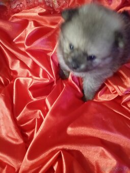 Prodám štěňata pomeranianu - 8