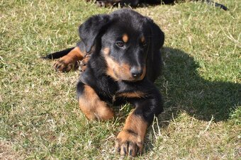 Štěňátko Beauceron s PP - 8