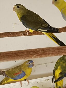 Neoféma tyrkysová - 8