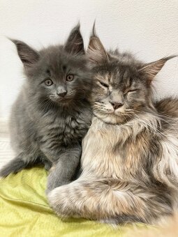 Mainská mývalí, koťata - 8