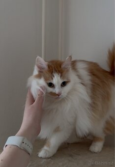 Kočky typu Mainské mývalí bez PP - 8