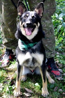 JANOT K ADOPCI - 1 ROK, MILÝ, PŘÁTELSKÝ - 8
