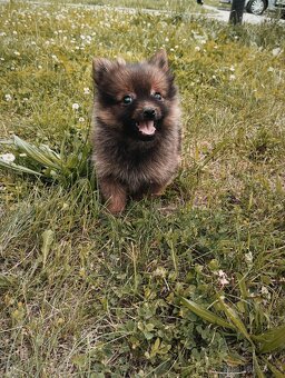 Pomeranian bez pp - 8