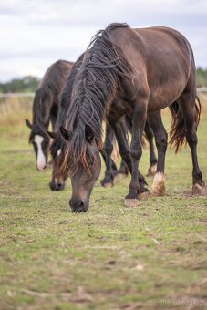 REZERVACE- Welsh Cob klisna 3 roky - 8
