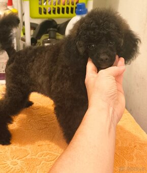 Pudl trpasličí s PP - 8