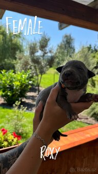 American bully xl s PP- rezervace štěňátek - 8