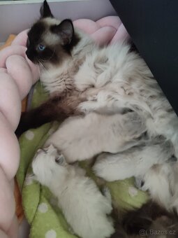 Ragdoll - 8