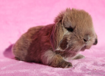 Zakrslí beránci s VP . Samičky . - 8