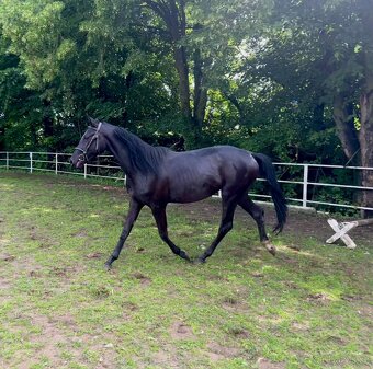 klisny čt  vrané - 8