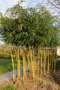 Bambusy -  sazenice + protikořenová folie - 8