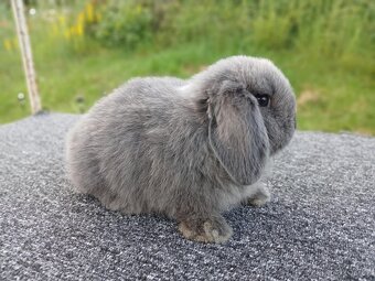 Anglický Zakrslý Beránek MiniLop - Králíčci již k odběru - 8