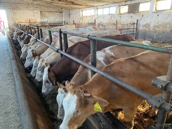 ZAMLUVENO Prodám masné jalovice 18 ks - 8