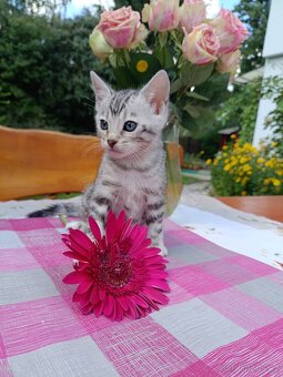 Předběžná Rezervace luxusní Bengálská koťáta s PP - 8