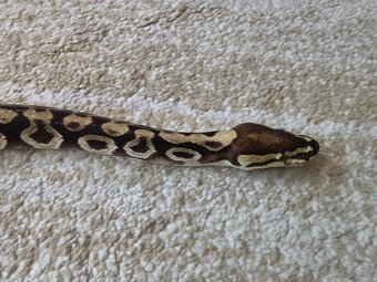 Krajta královská - samec - 8