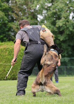 Belgický ovčák malinois s PP - 8
