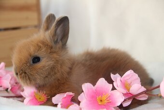 Miminka zakrslých teddy a lvíčků ihned k odběru i rezervaci - 8