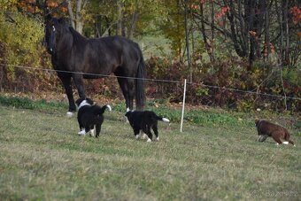 Border kolie s PP - 8