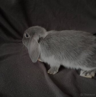 Zakrslý beránek králíček - 8