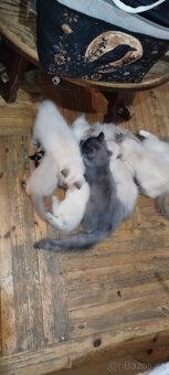 Mainská mývalí bez pp - 8