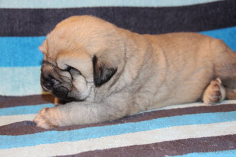 Španělský mastin - pejsci s PP - 8