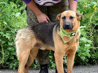 GRATO K ADOPCI - 2 ROKY, USMĚVAVÝ, MILÝ,ODDANÝ - 8