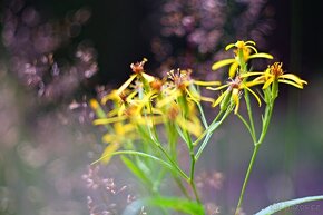 Helios 44-2 2/58mm M42 ZEBRA BELOMO TOP STAV - 8