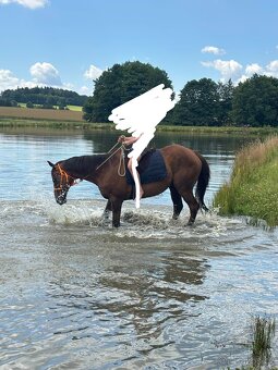 Prodám valacha na rekreaci pro 1 člověka - 8