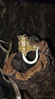 Prodám chovnou skupinku pagekonů řasnatých - 8