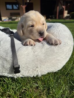 Štěňátka labradora s PP - 8
