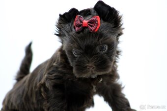 yorkshire terrier colorful - 8