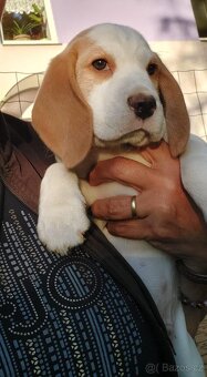 Beagle pejsek s PP - 8