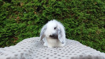 Zakrslý beránek, králíček, králík- MOLLY - 8