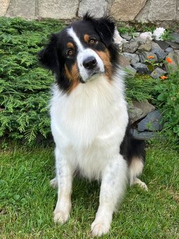 Australský ovčák -štěňátka s PP - 8