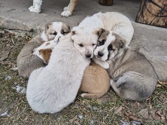 SAO/středoasijský pastevecký pes - 8