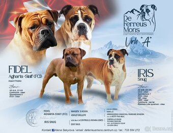 Kontinentální buldok s PP (continental bulldog) - 8