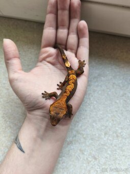 Pagekon řasnatý 0.1 - 8