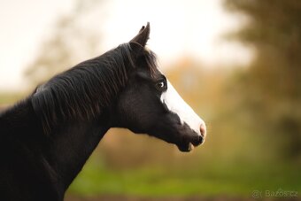 Roční American Quarter Horse black klisna, vnučka Gunnera - 8
